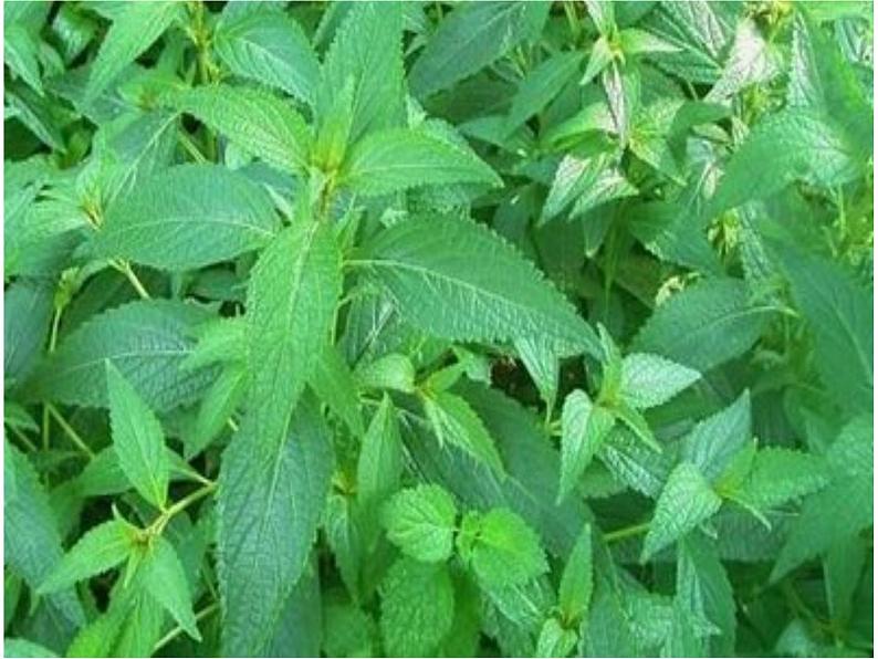 四年级上册美术课件-第五课-草丛中湘美版-(共44张ppt)第7页