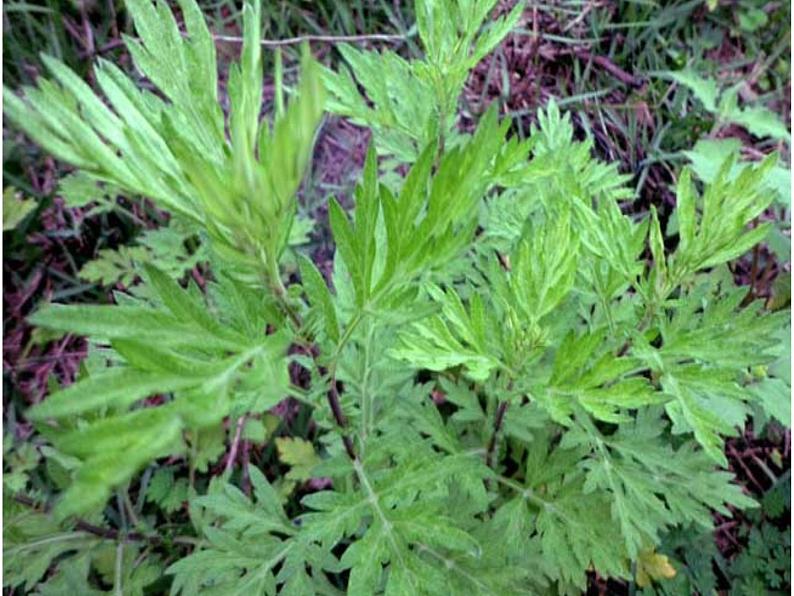 四年级上册美术课件-第五课-草丛中湘美版-(共44张ppt)第8页