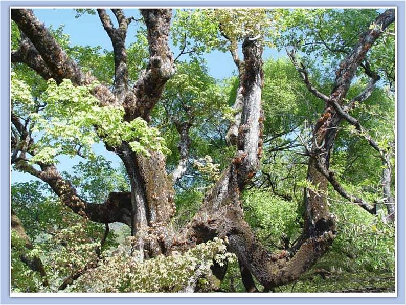 赣美版美术三年级上册 第6课 神奇的大树 课件PPT05