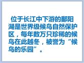 赣美版美术三年级上册 第16课 候鸟的乐园 课件PPT