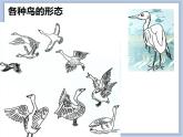赣美版美术三年级上册 第16课 候鸟的乐园 课件PPT
