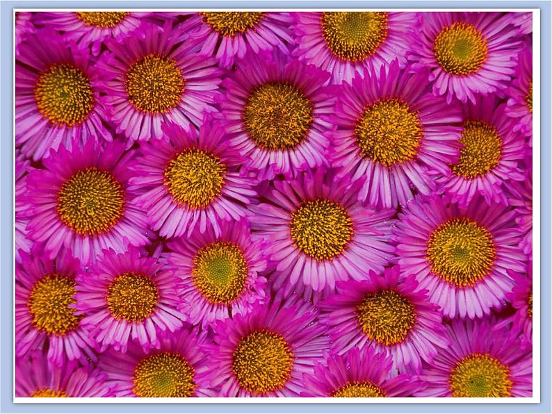 美术赣美版五上 第15课 重复的美 课件PPT03