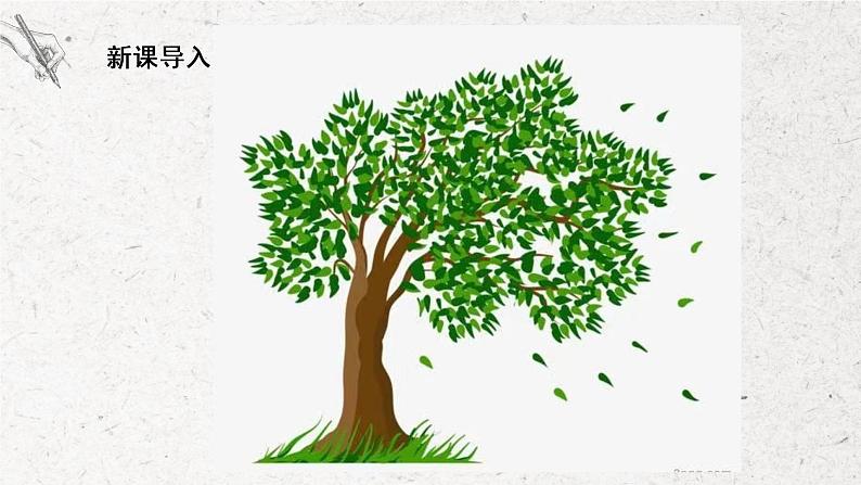 第1课《我种的植物》课件PPT+教学设计04