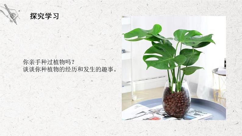 第1课《我种的植物》课件PPT+教学设计07