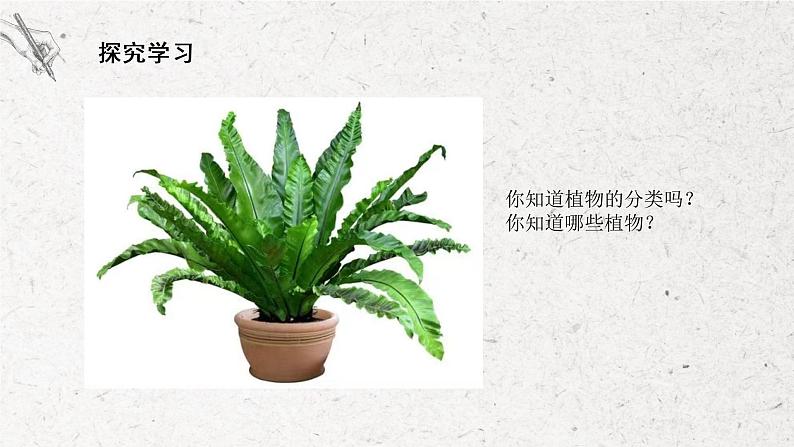 第1课《我种的植物》课件PPT+教学设计08