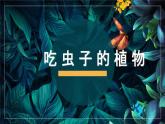 冀美版二年級美術(shù)下冊第17課《吃蟲子的植物》教學(xué)課件