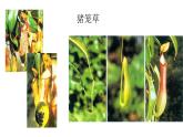 冀美版二年級美術(shù)下冊第17課《吃蟲子的植物》教學(xué)課件