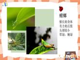 岭南版3上美术第7课《可爱的水墨昆虫》课件+教案