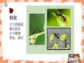 岭南版3上美术第7课《可爱的水墨昆虫》课件+教案