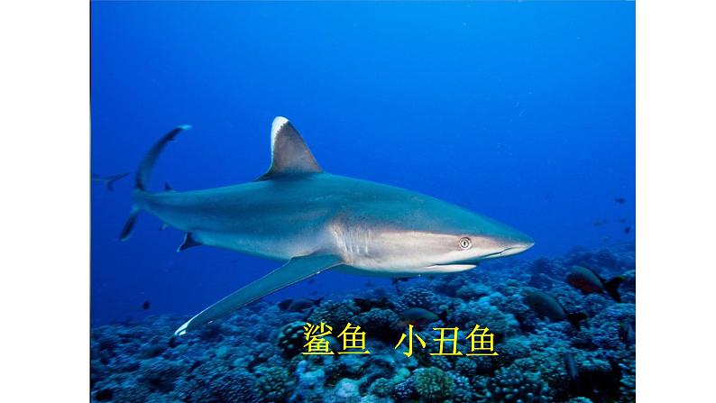 人美版一年级上册美术课件17. 谁画的鱼最大04