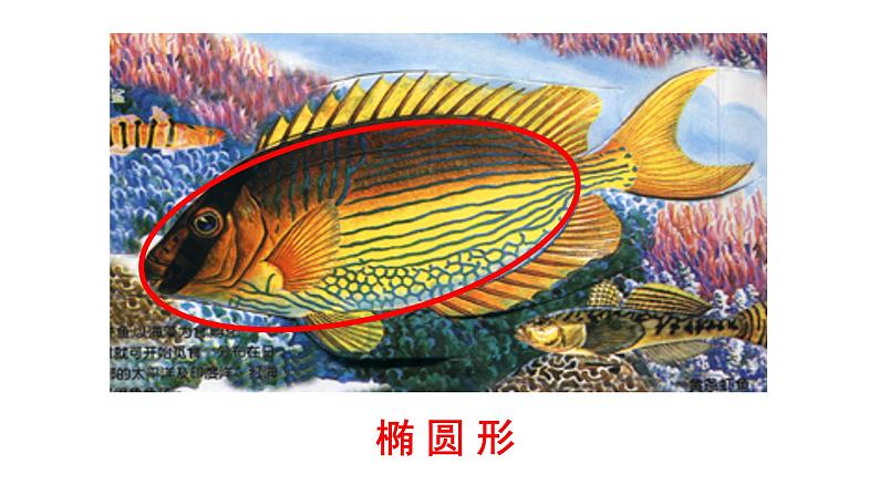 人美版一年级上册美术课件17. 谁画的鱼最大05