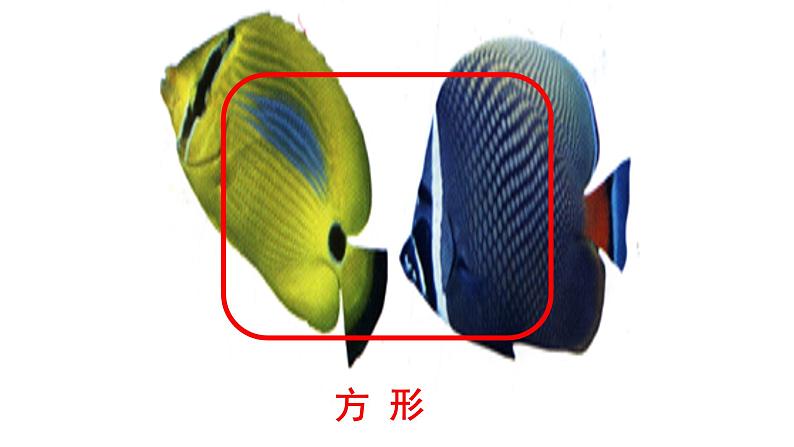 人美版一年级上册美术课件17. 谁画的鱼最大07