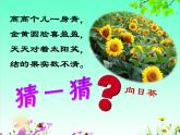 二年级上册美术课件第10课 茂盛的植物 沪教版