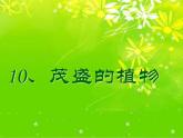 二年级上册美术课件第10课 茂盛的植物 沪教版