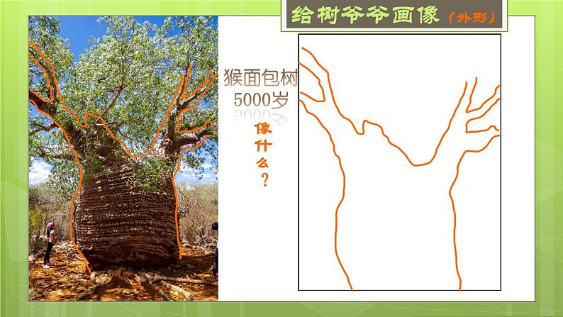 小学美术 岭南版 二年级《给树爷爷画像》课件第5页