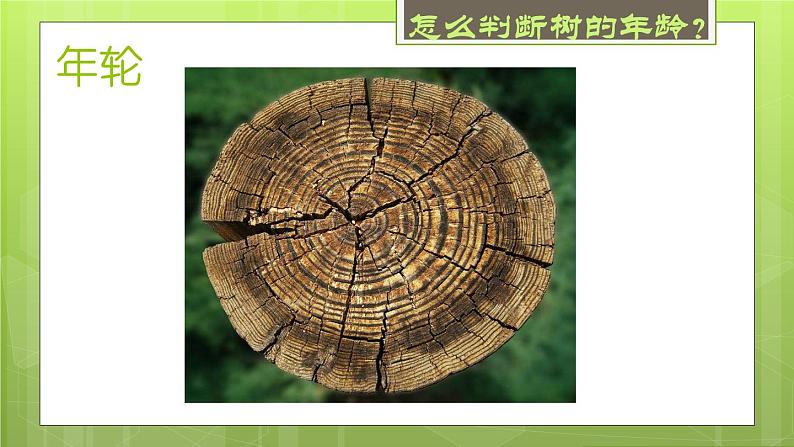 小学美术 岭南版 二年级《给树爷爷画像》课件第7页