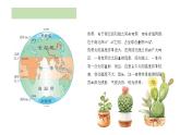 小學(xué)美術(shù) 嶺南版 三年級《奇特的熱帶植物》課件
