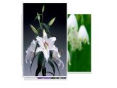 人美版二年級上冊美術(shù)課件14.茂密的花