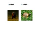 人美版二年級上冊美術(shù)課件17.動物樂園