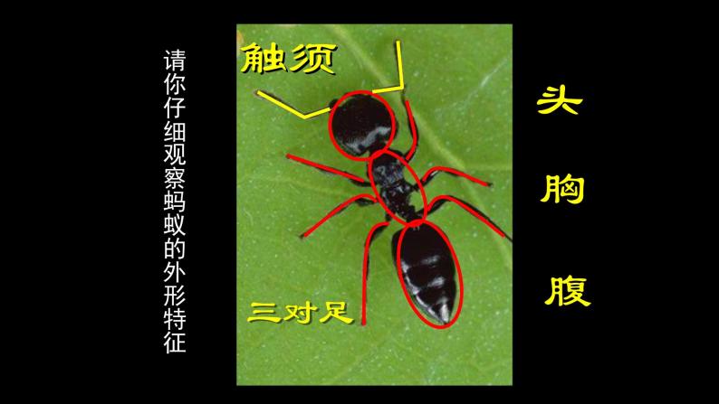 人美版（北京）一年级美术上册 教学课件_1.10 勤劳的小蚂蚁03