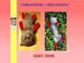 人美版（北京）二年级上册美术教学课件_2.3 小花猫在睡觉