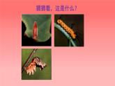 人美版（北京）二年级上册美术教学课件_2.9 彩蝶