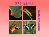 人美版（北京）二年级上册美术教学课件_2.9 彩蝶