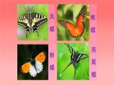 人美版（北京）二年级上册美术教学课件_2.9 彩蝶