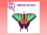 人美版（北京）二年级上册美术教学课件_2.9 彩蝶