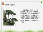 小学美术 岭南版 四年级《千姿百态的树》课件