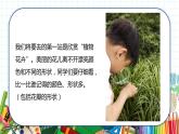 小学美术 一年级上册 第二十课《美丽的植物和动物》课件PPT+教案