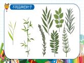 小学美术 一年级上册 第二十课《美丽的植物和动物》课件PPT+教案