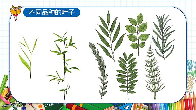 小学美术 一年级上册 第二十课《美丽的植物和动物》课件PPT+教案04