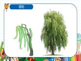 小学美术 一年级上册 第二十课《美丽的植物和动物》课件PPT+教案
