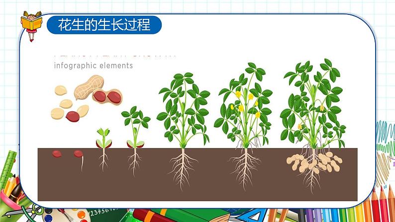 小学美术 一年级上册 第二十课《美丽的植物和动物》课件PPT+教案07