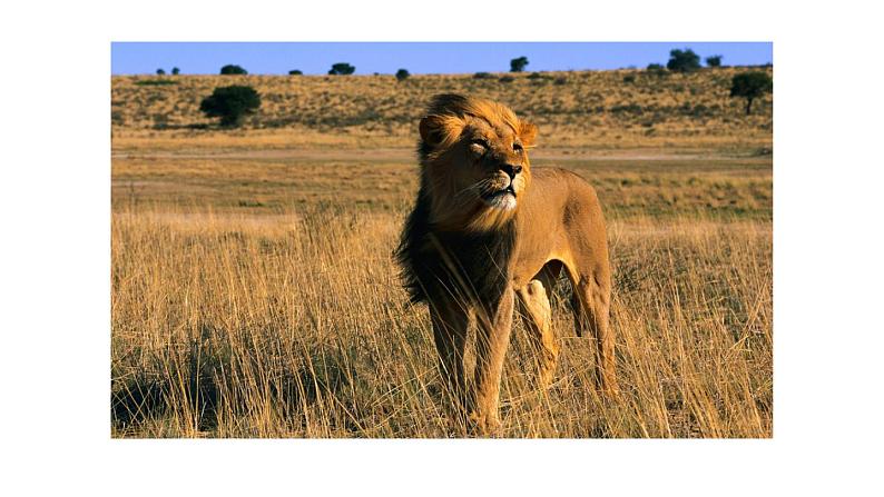 赣美版小学美术四年级上册第17课 祥瑞狮课件+教案+素材03