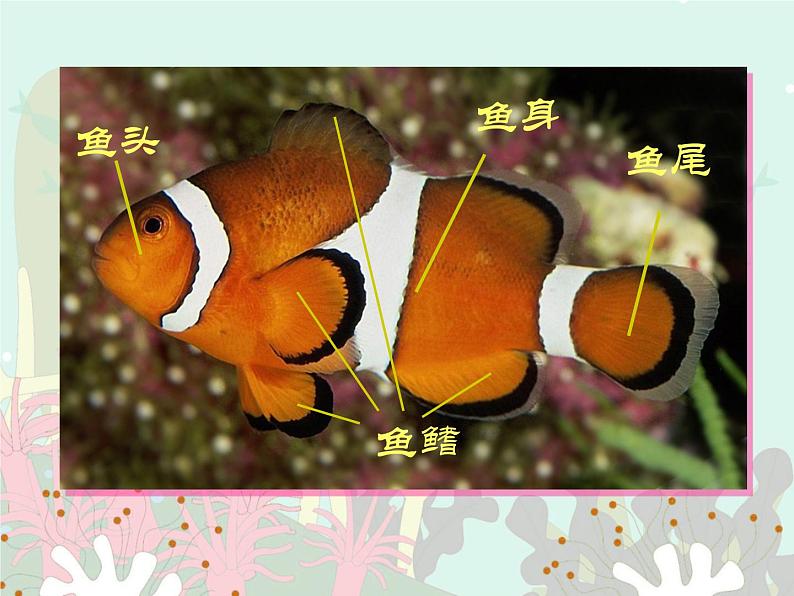 沪教版一年级上册美术课件第12课《美丽的鱼》1第4页