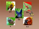 人美版（北京）一年级美术上册 教学课件_1.11 昆虫一家