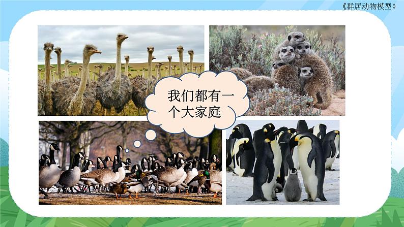 第17课《群居动物模型》课件+教案02