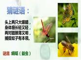 二年級(jí)上冊(cè)美術(shù)課件-9.蜻蜓飛飛8-人教版(共11張PPT)