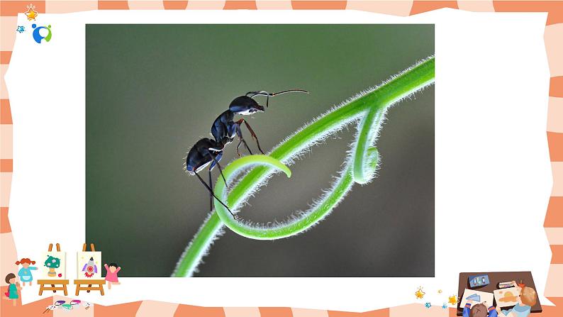 岭南版1上美术第1课《美妙的小世界》课件03