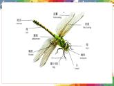 小學美術 二年級上冊 第九課《蜻蜓飛飛》課件PPT+教案