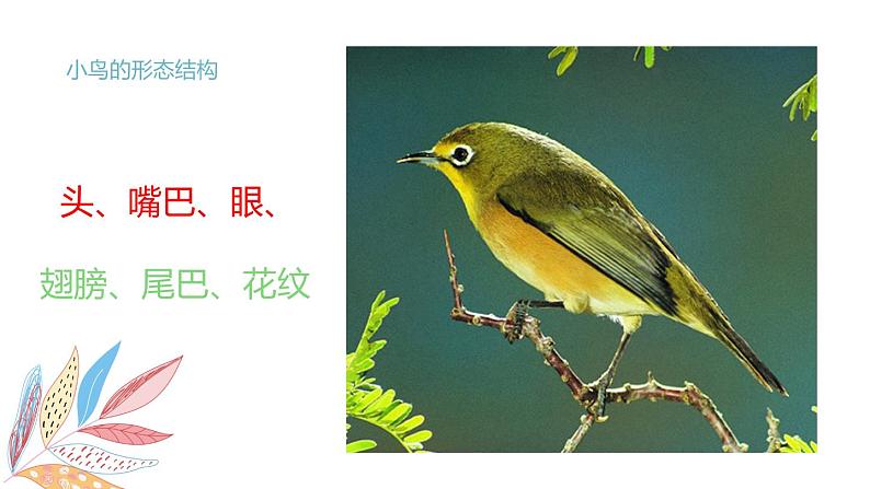 岭南版1下美术第5课《快乐的小鸟》课件+教案04