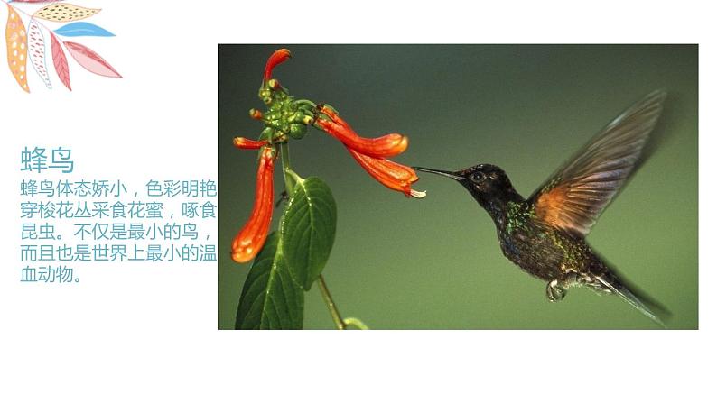 岭南版1下美术第5课《快乐的小鸟》课件+教案06