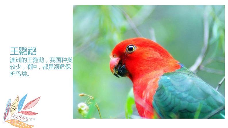 岭南版1下美术第5课《快乐的小鸟》课件+教案07