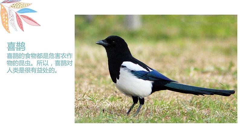 岭南版1下美术第5课《快乐的小鸟》课件+教案08