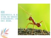 嶺南版1下美術(shù)第6課《昆蟲(chóng)王國(guó)》課件+教案