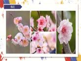小學美術 三年級上冊 第十課《美麗的花》課件PPT+教案