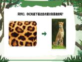 動(dòng)物的花衣裳 課件