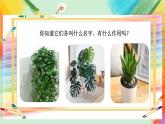 人美版4下美術(shù)1《植物寫生》課件PPT+教案